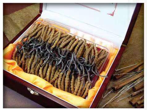 西区冬虫夏草回收